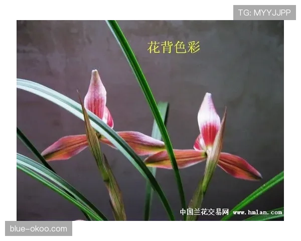 恩佐大赛表现的持续性之谜：昙花一现还是稳定输出？